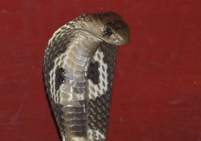 Cobra Royal