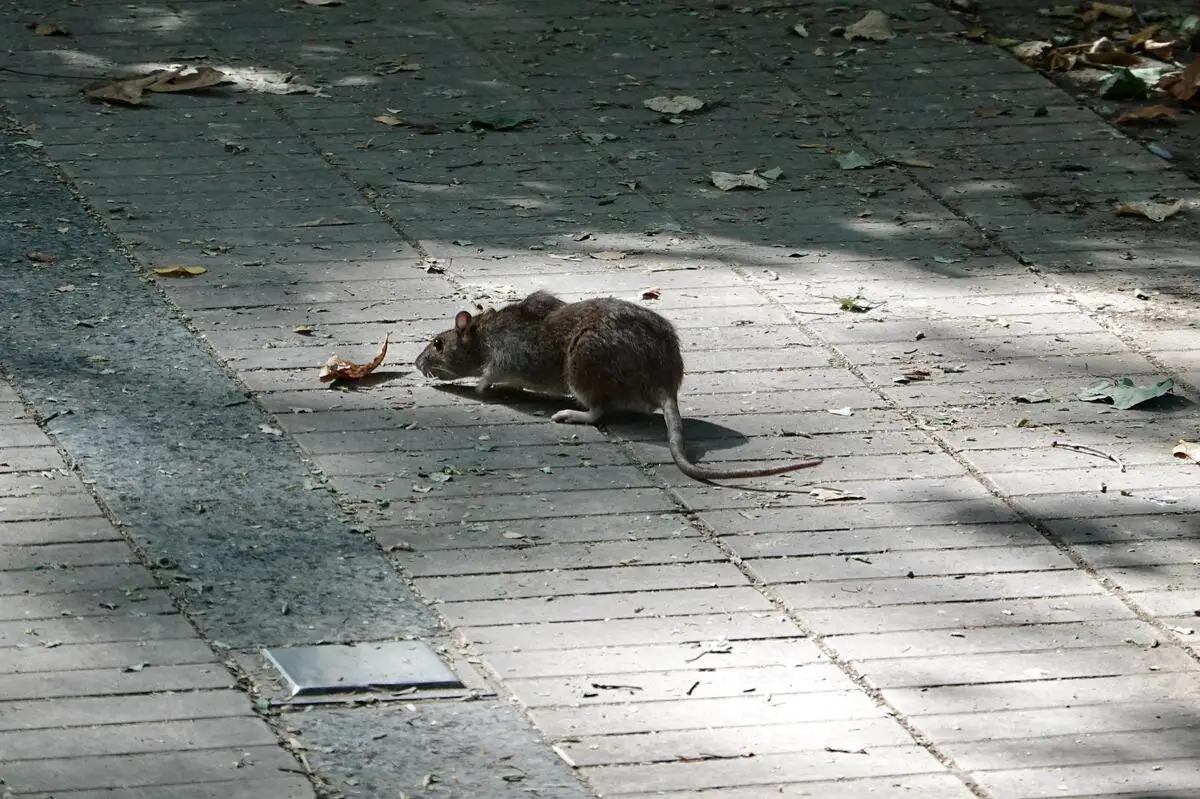 Rat à Paris