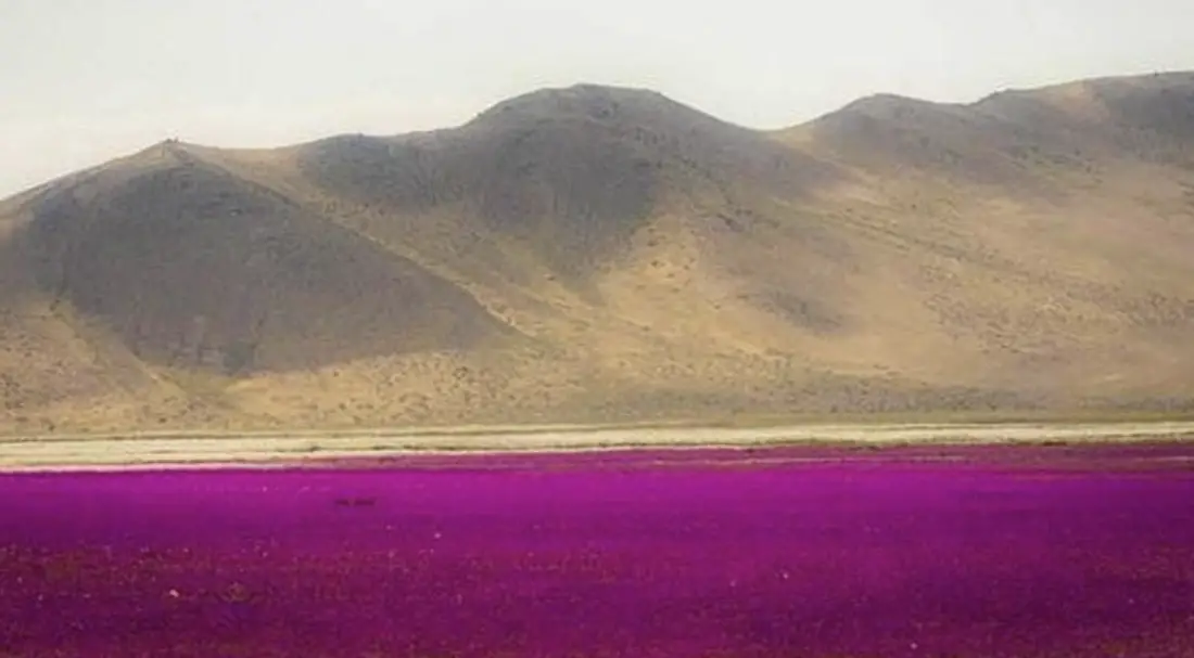 Désert d'Atacama en fleurs