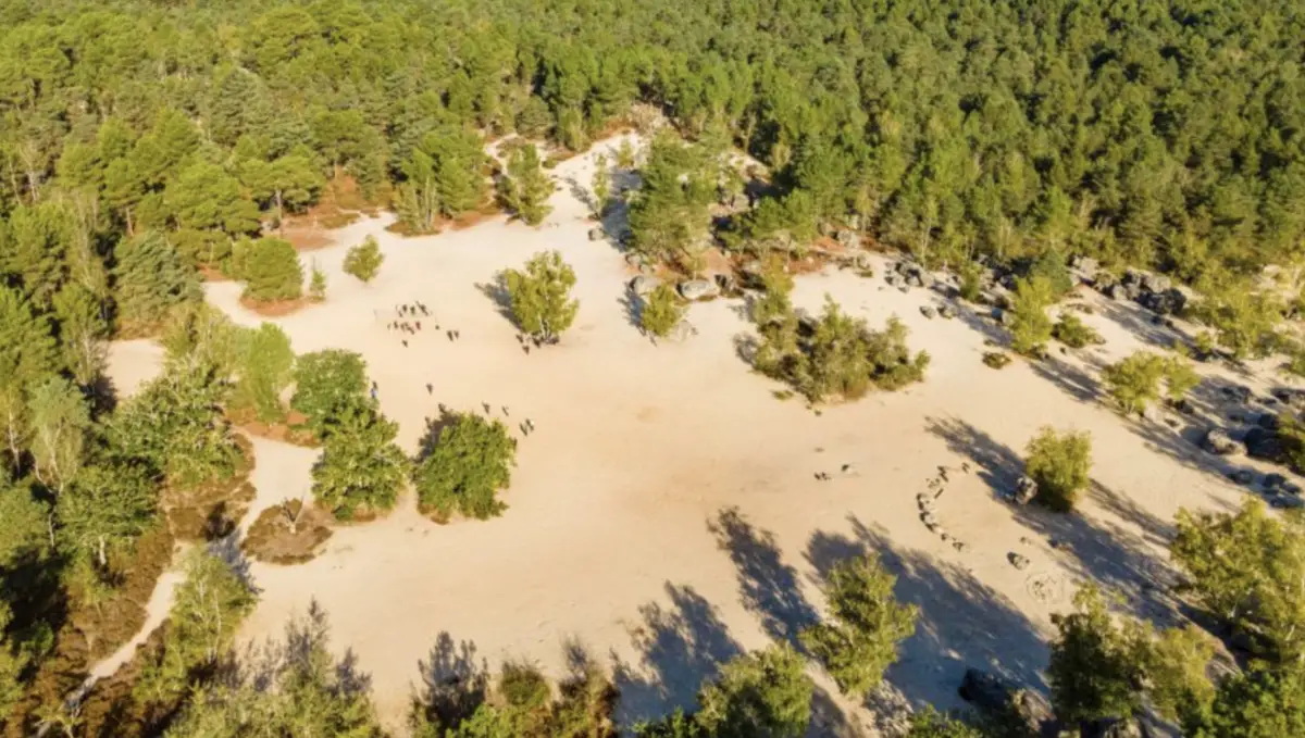 Mer de sable de Fontainebleau