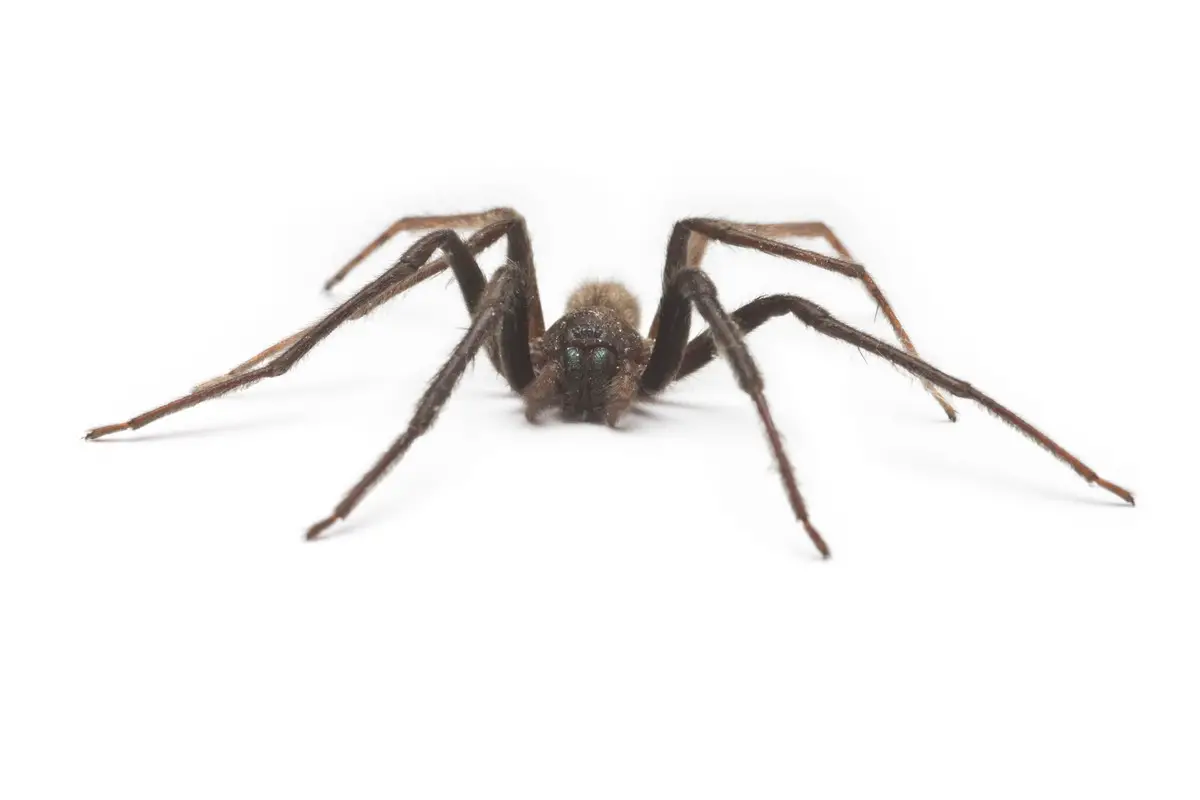araignée (Tegenaria gigantea)