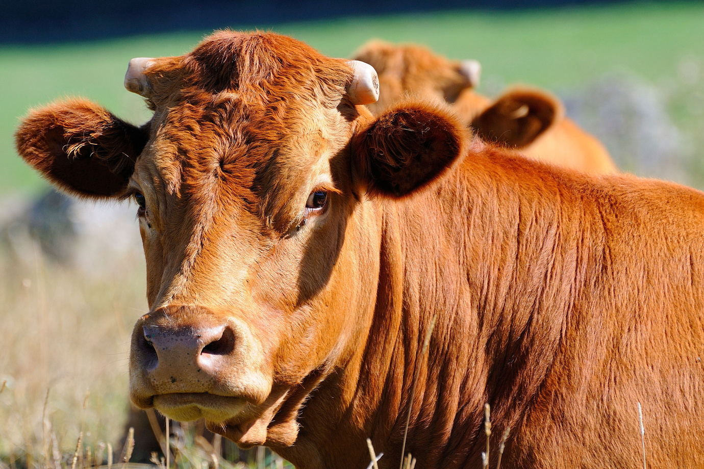 Vaches dans le Cantal @Adobe