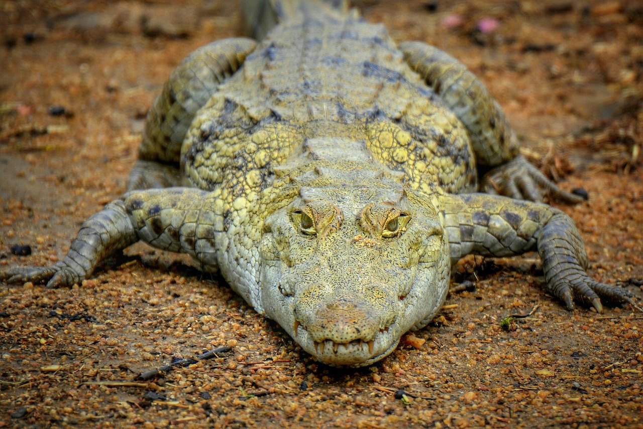 crocodile @pixabay