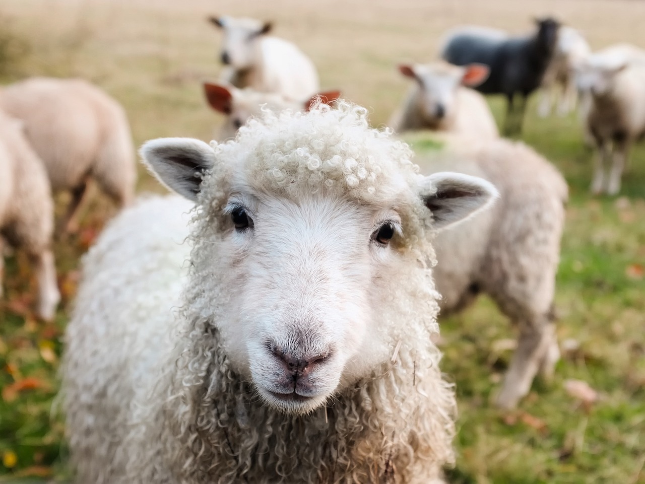 mouton pixabay