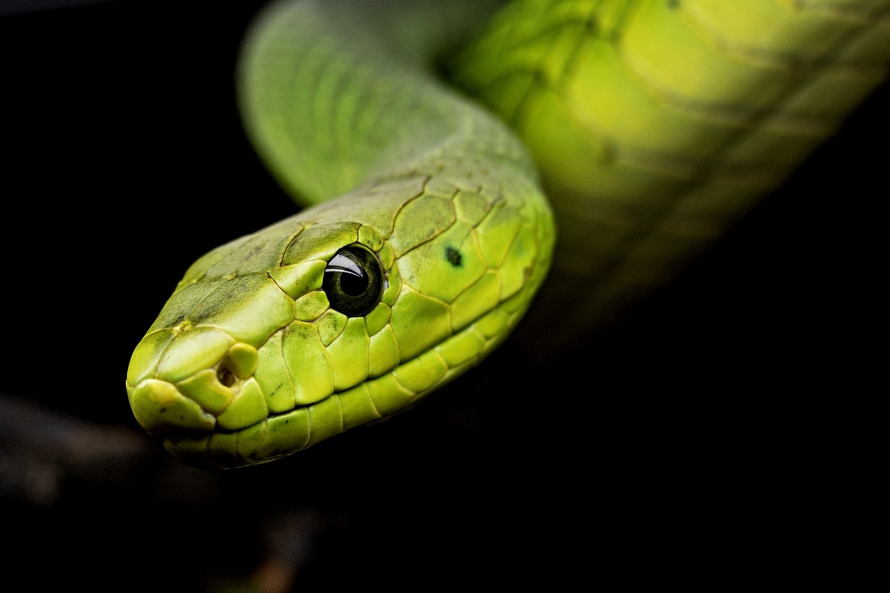 serpent pixabay