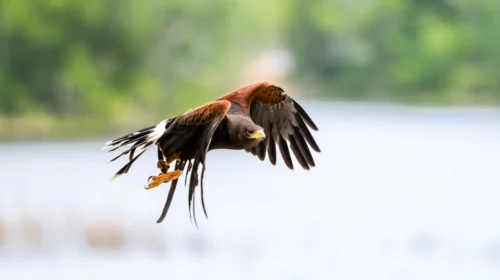 Prison avec sursis et 60.000 euros d’amende pour un chasseur en Isère qui a tué un rapace protégé