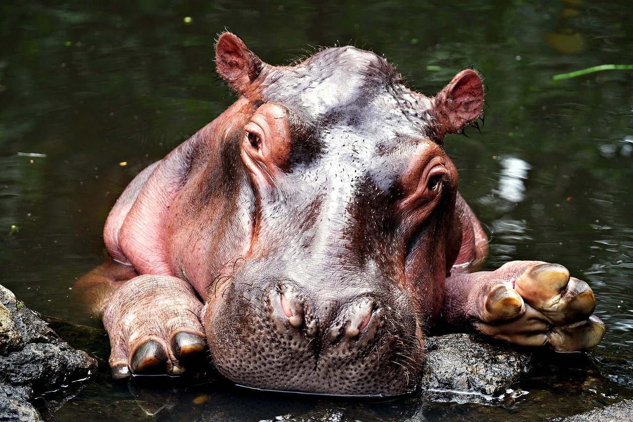 Hippopotame