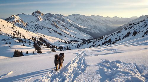 Évasion Montagneuse Enneigée