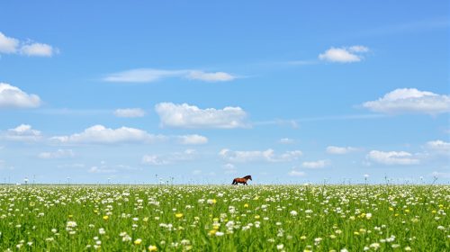 cheval-champ-verdoyant