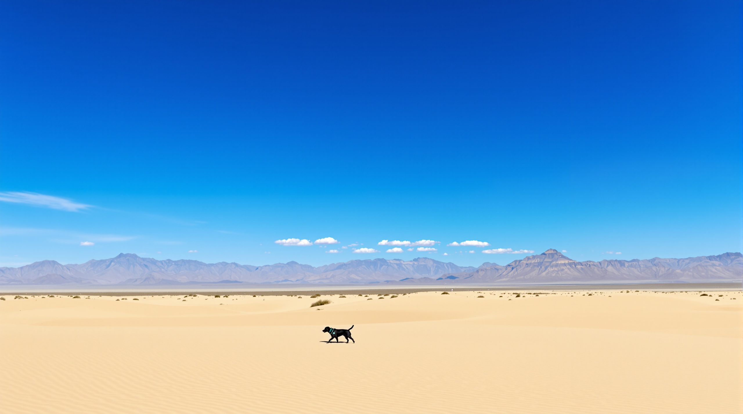 desert_labrador_texas