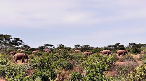 elephants_hathi_gaon