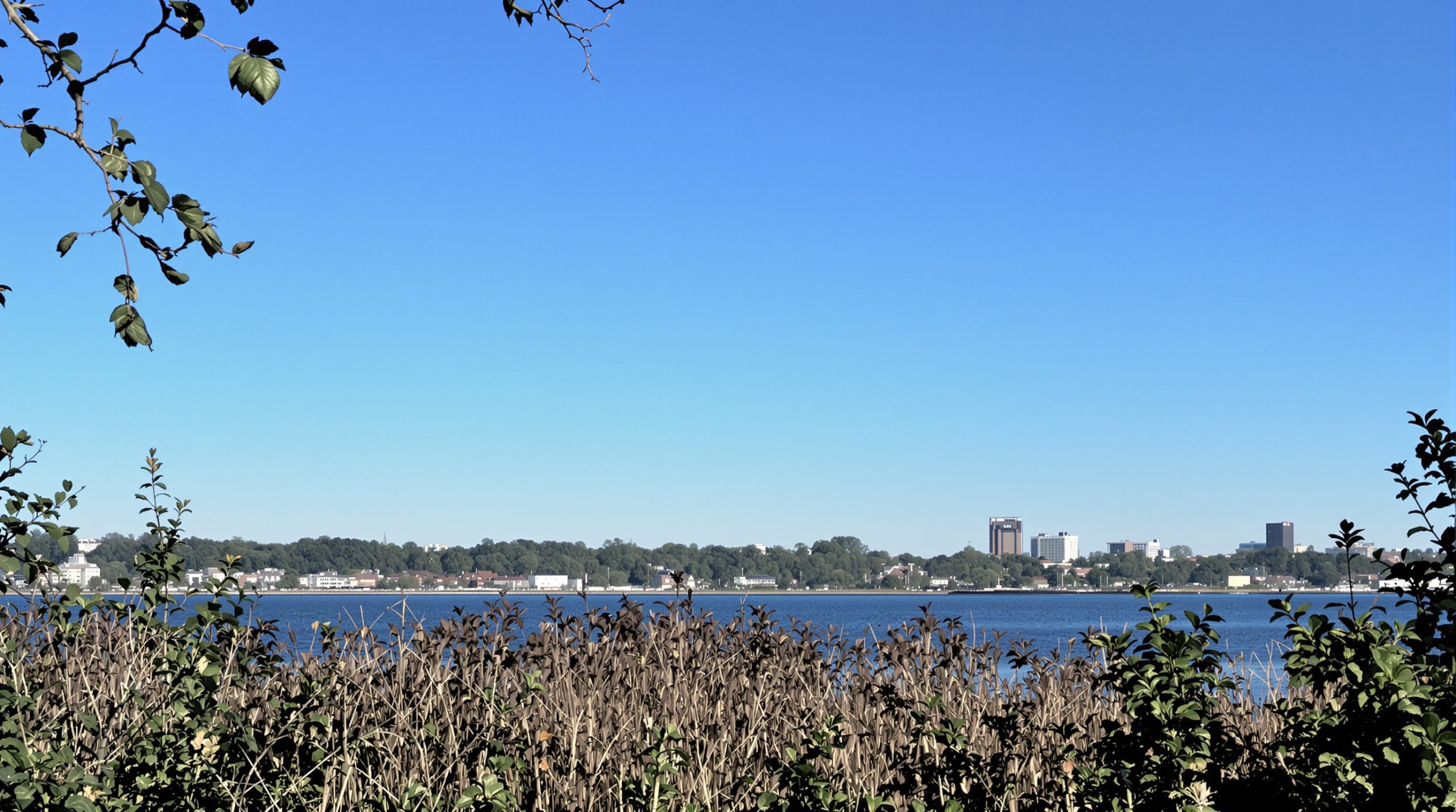 loup_urbain_hambourg_lac