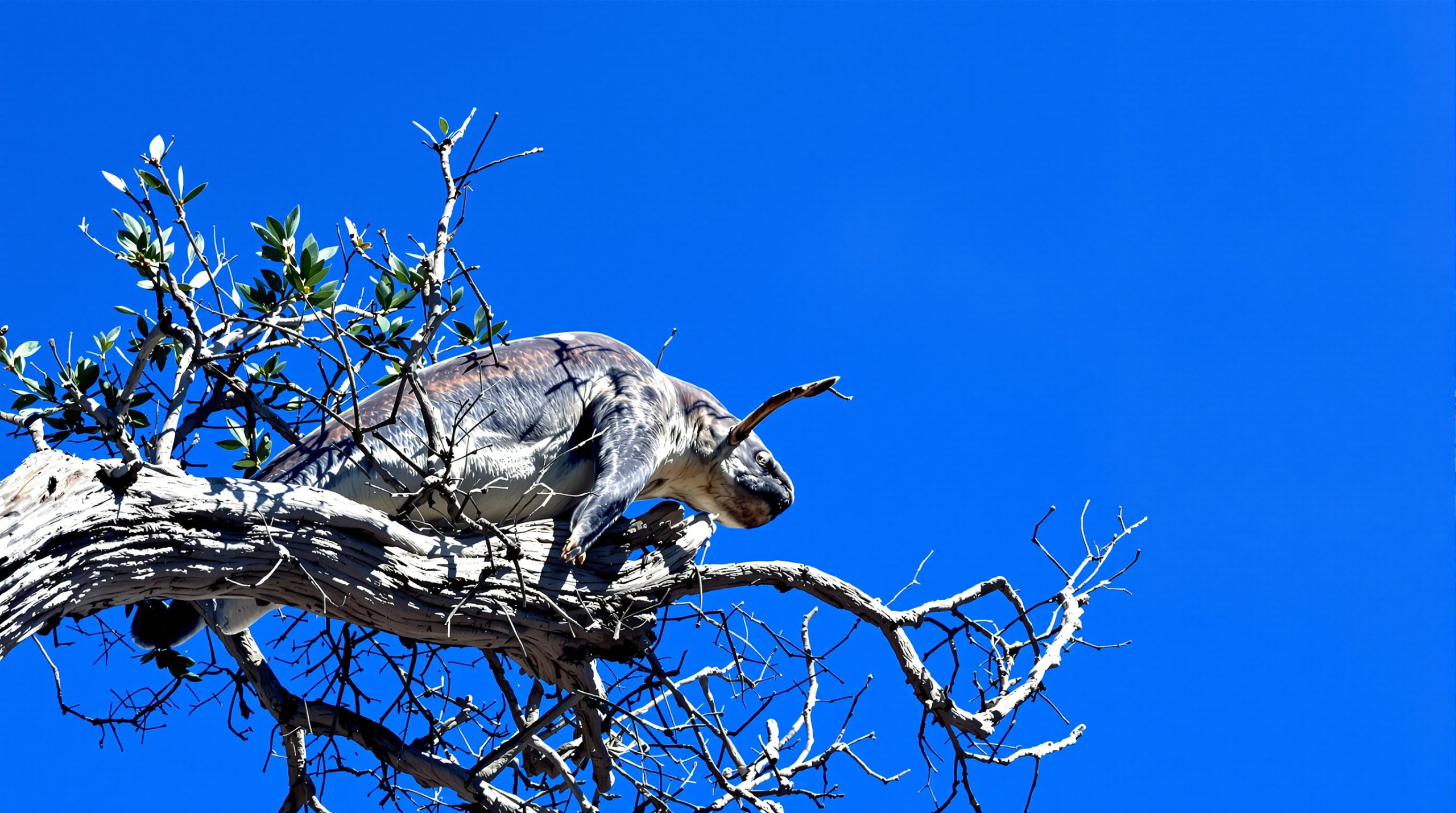 Taureau_arène_espagnole