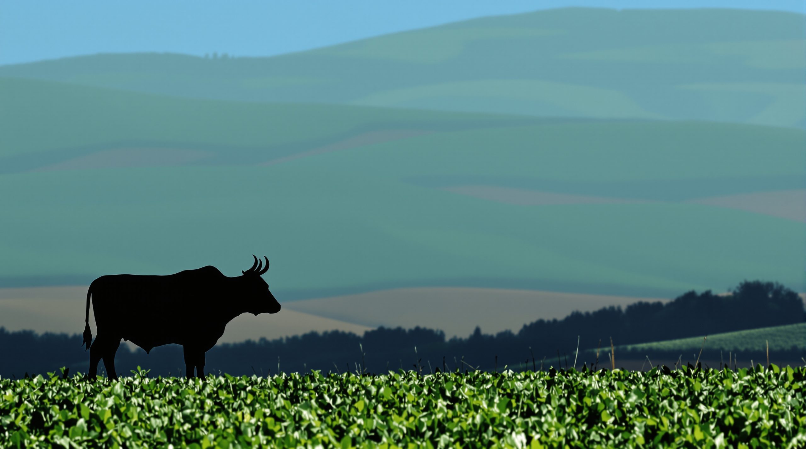 taureau_campagne_nature