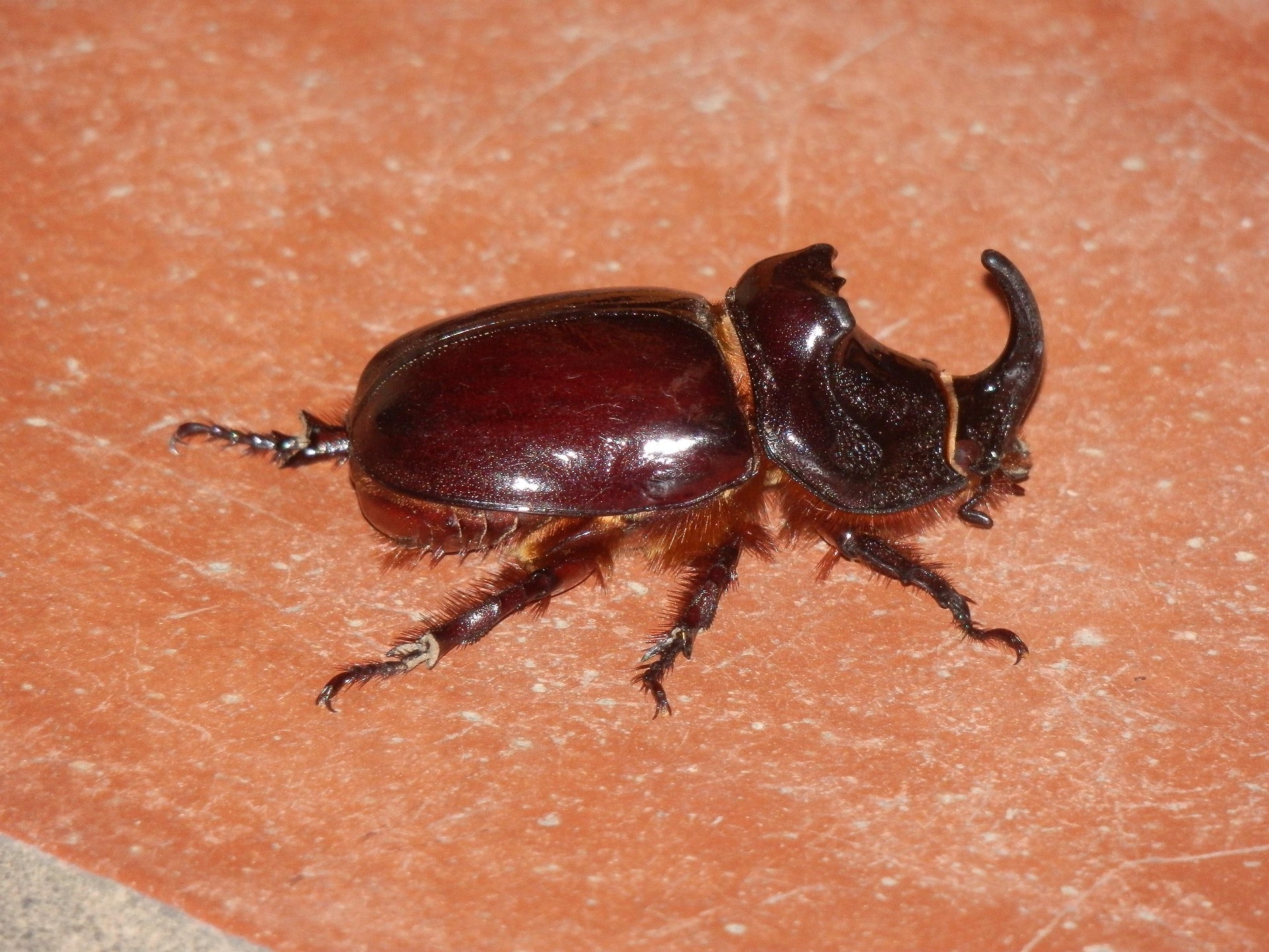 femina-rhinoceros-beetle-543997_1920