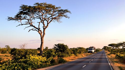 minibus-elephant-savane