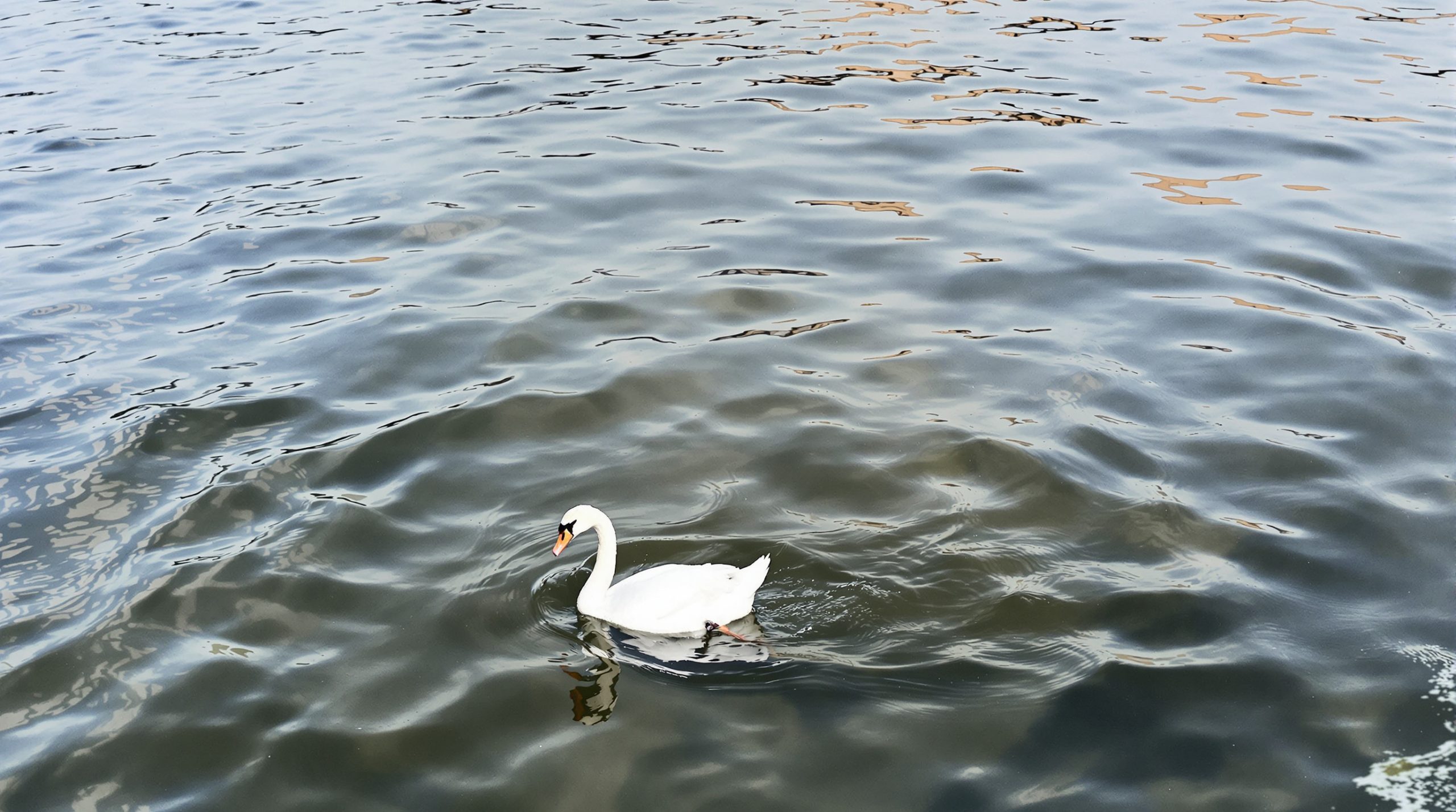 quai_patrouille_swan