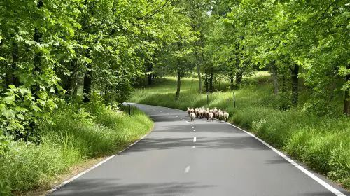 campagne_paisible_pistecyclable