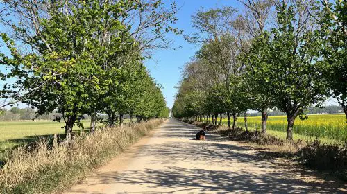 chemin-estival-chien-assis