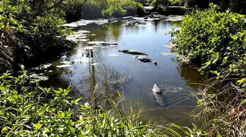 enclos_crocodiles_parc_naturel