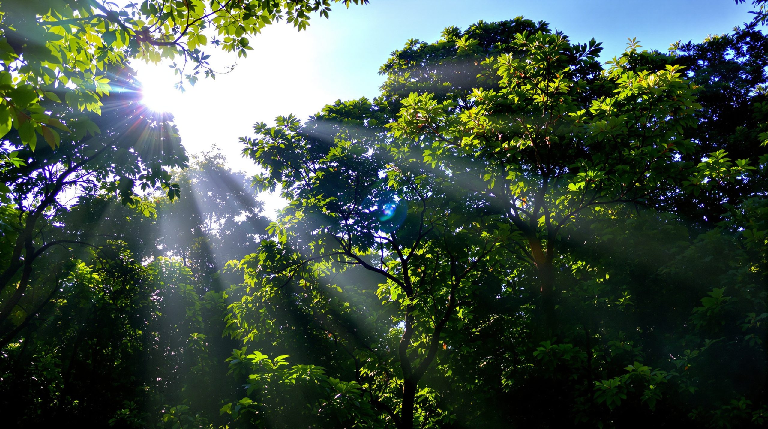 foret_tropicale_claire_sentier