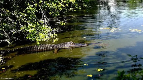 marécage_avec_alligator