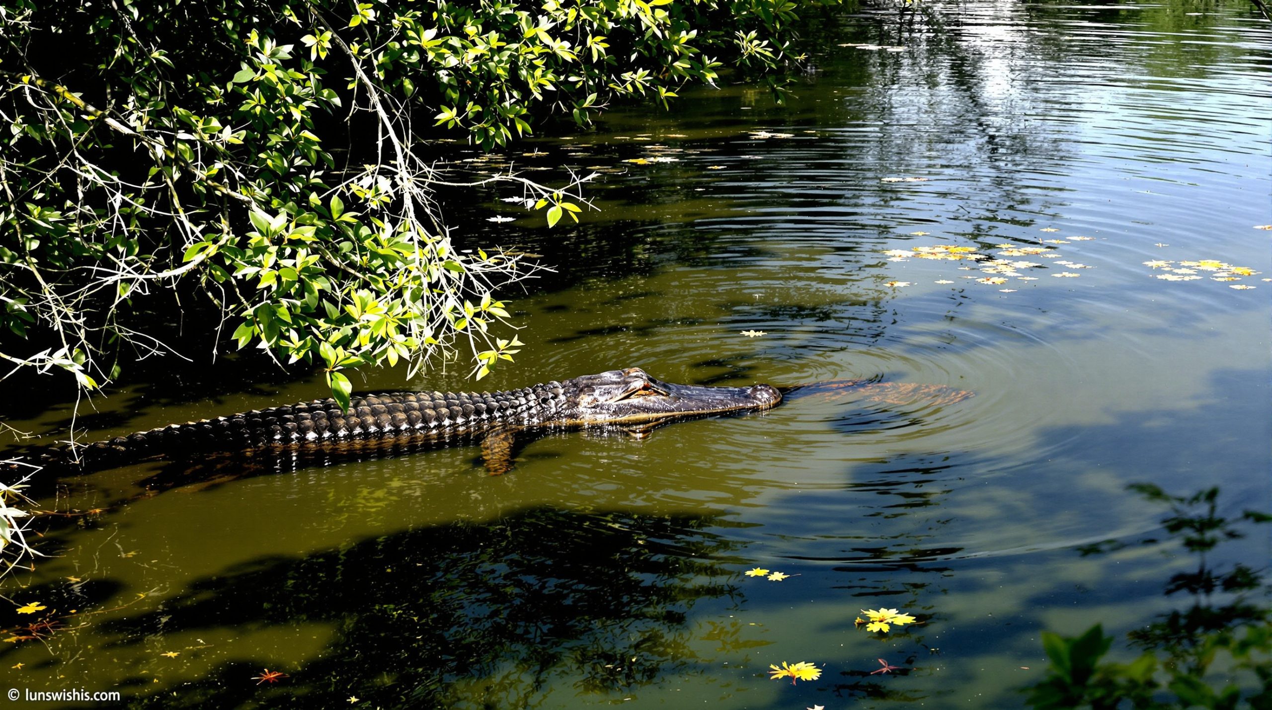 marécage_avec_alligator