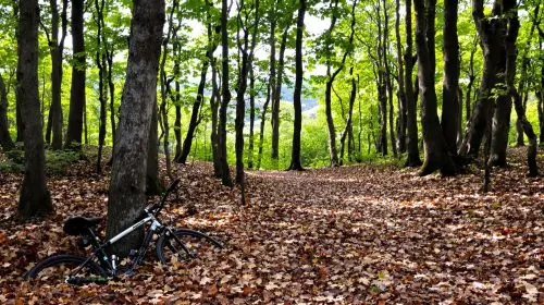 mystère_forestier_autrichien