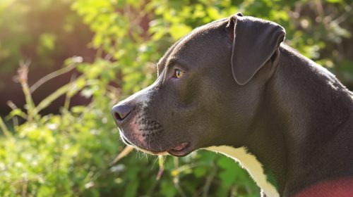 pitbull_chenil_nature