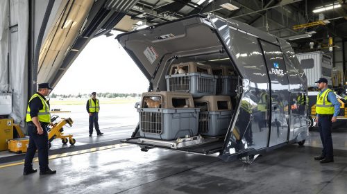 Saisie_de_Scorpions_Aéroport