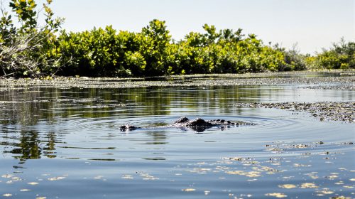 alligator_rivière_floride