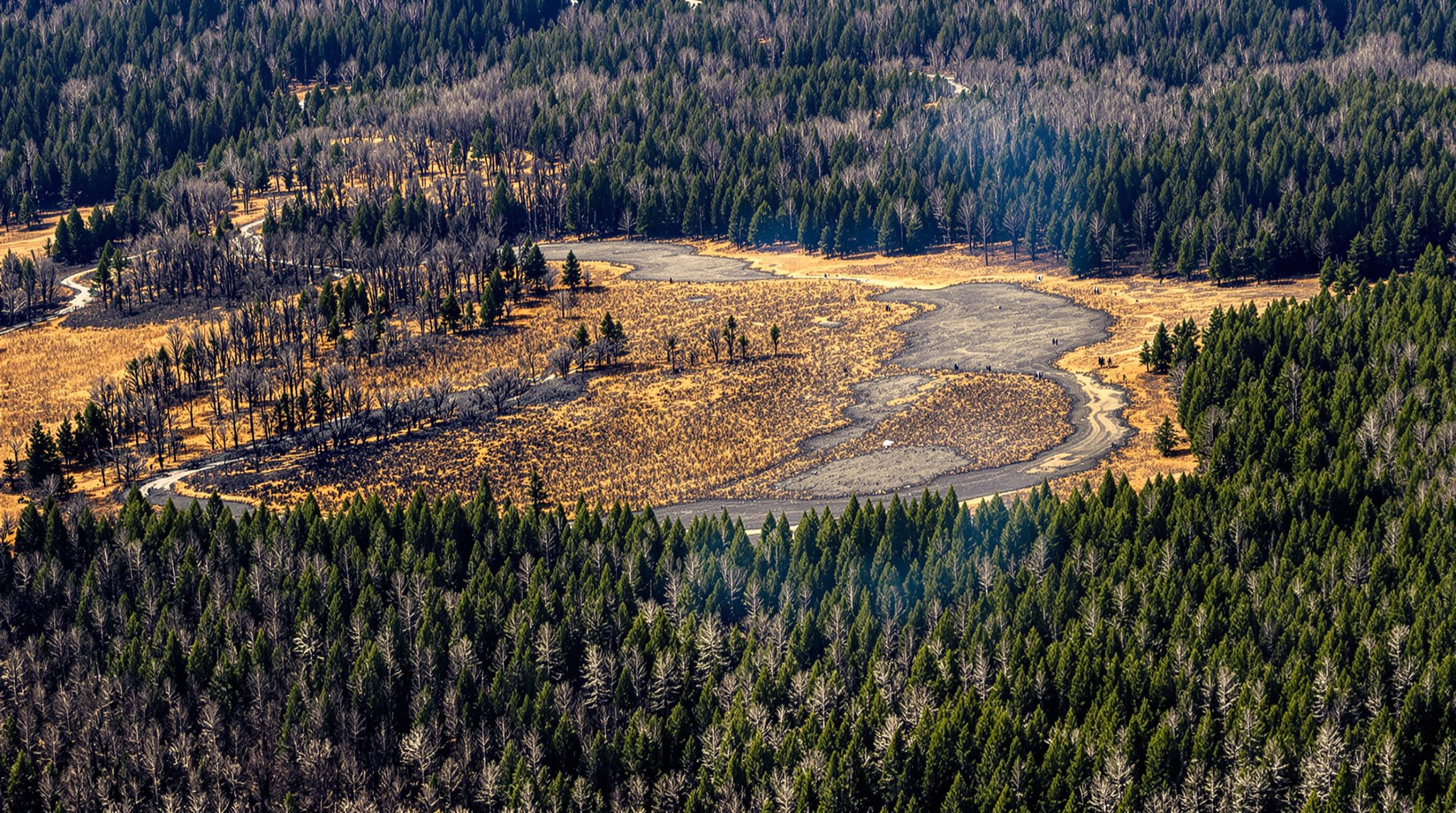 canadairs-foret-feu