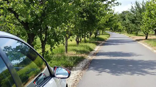 chemin_oliviers_ponte_leccia