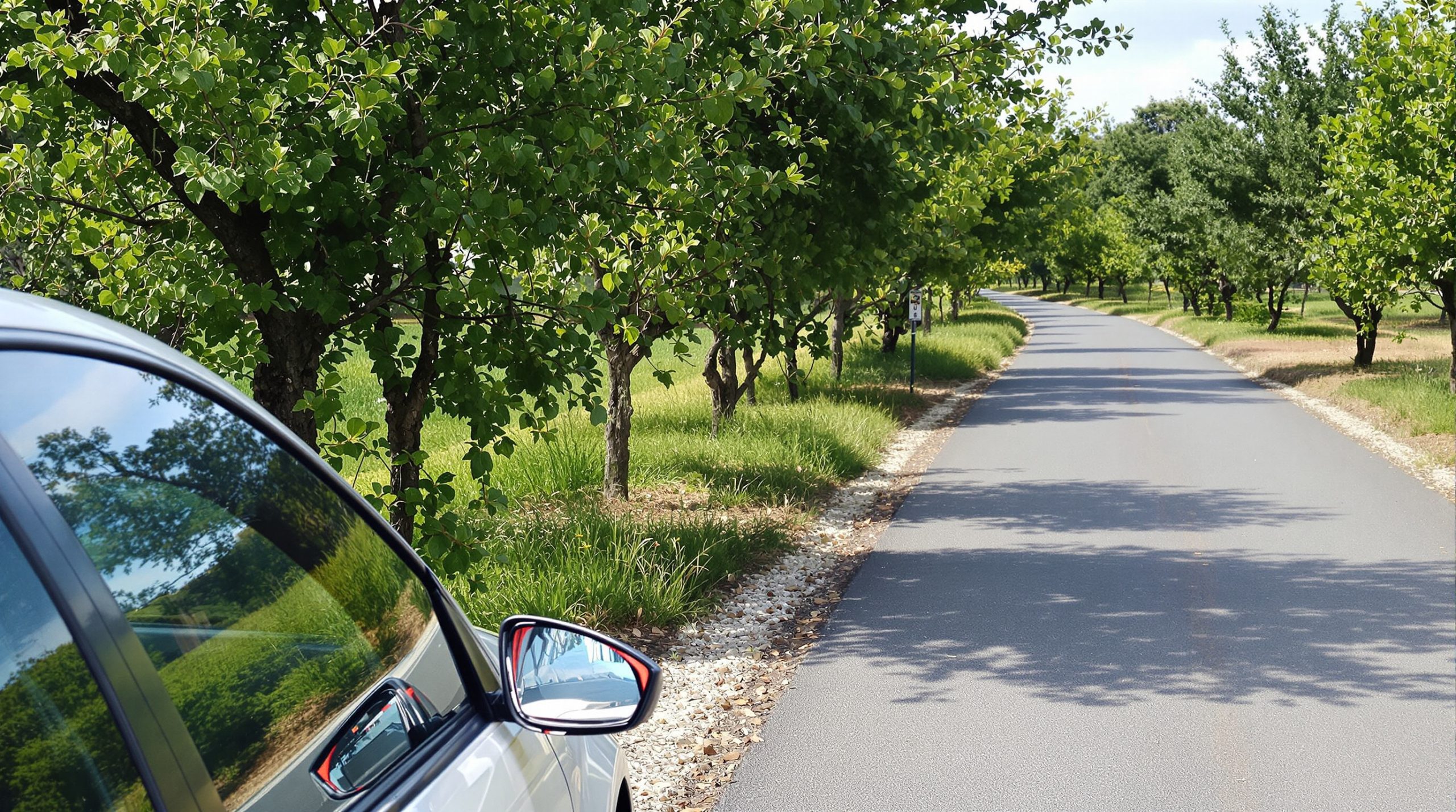 chemin_oliviers_ponte_leccia