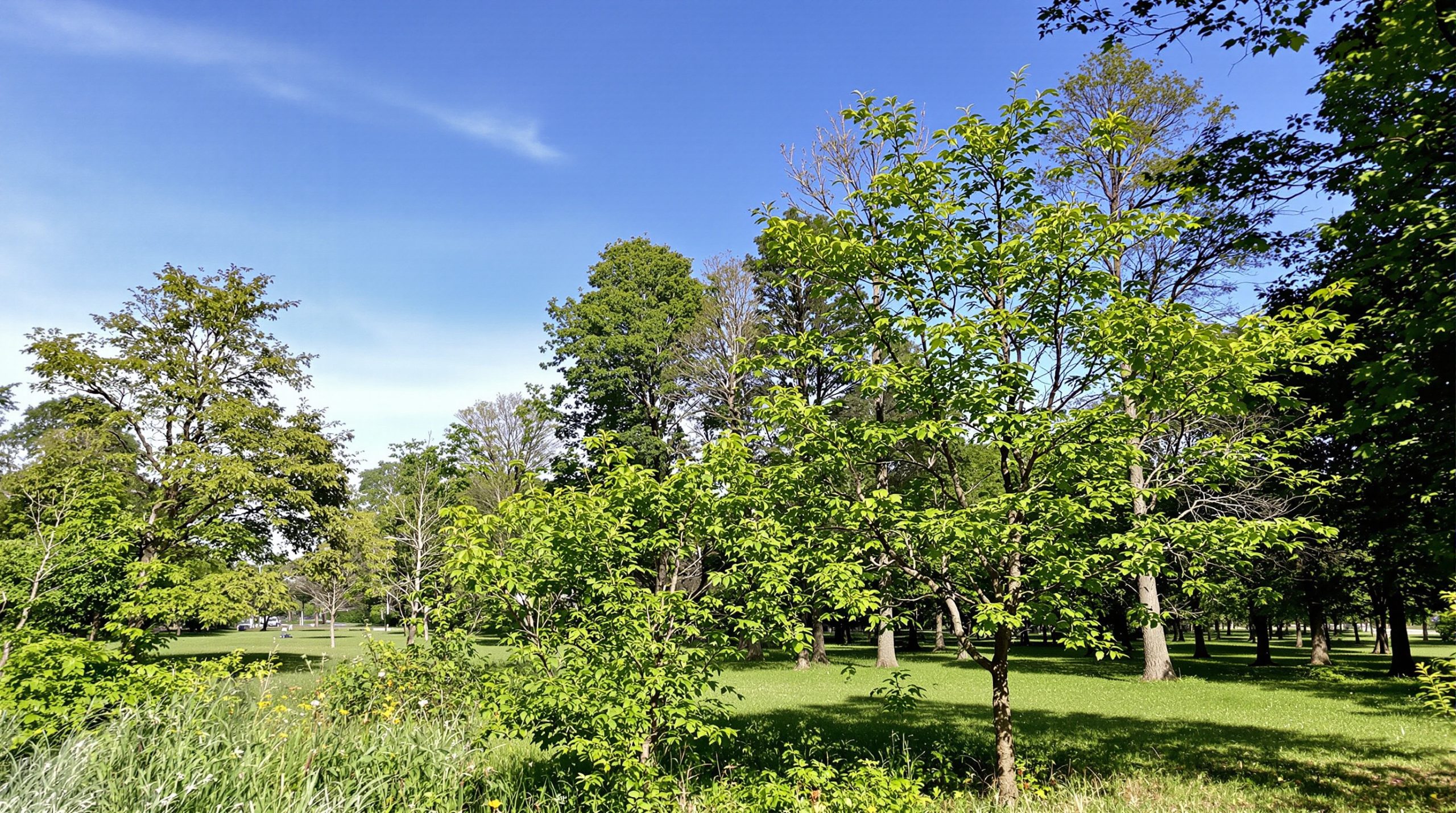 decouverte-forestiere