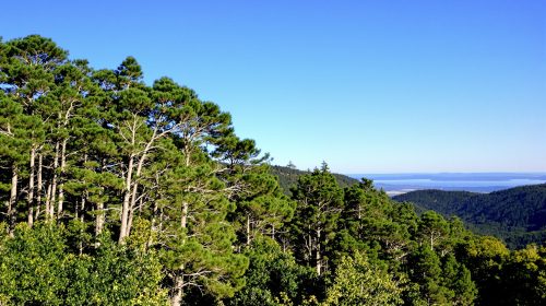 Forêt calcinée en Andalousie