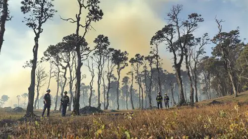 Forêt_calcinée_sous_vigilance_pompiers