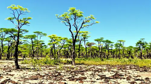 forêt_dévastée_incendie_2026