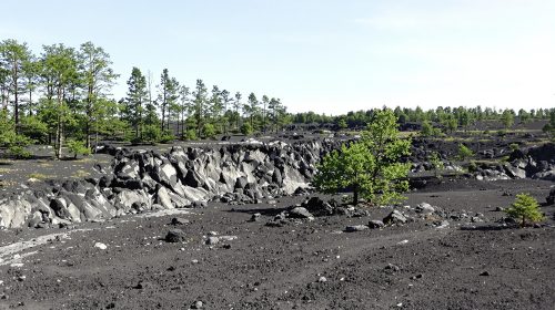 foret_incendie_devastation