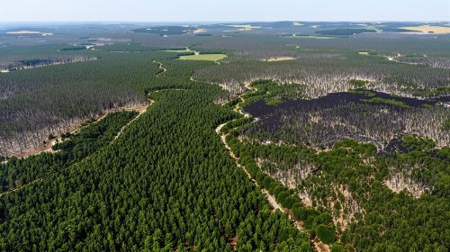 foret_med_brulee