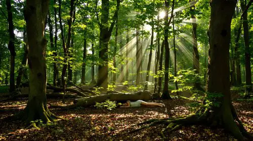 forêt_troublée