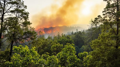 incendie_foret_france.