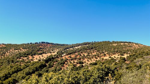 incendie_foret_provence