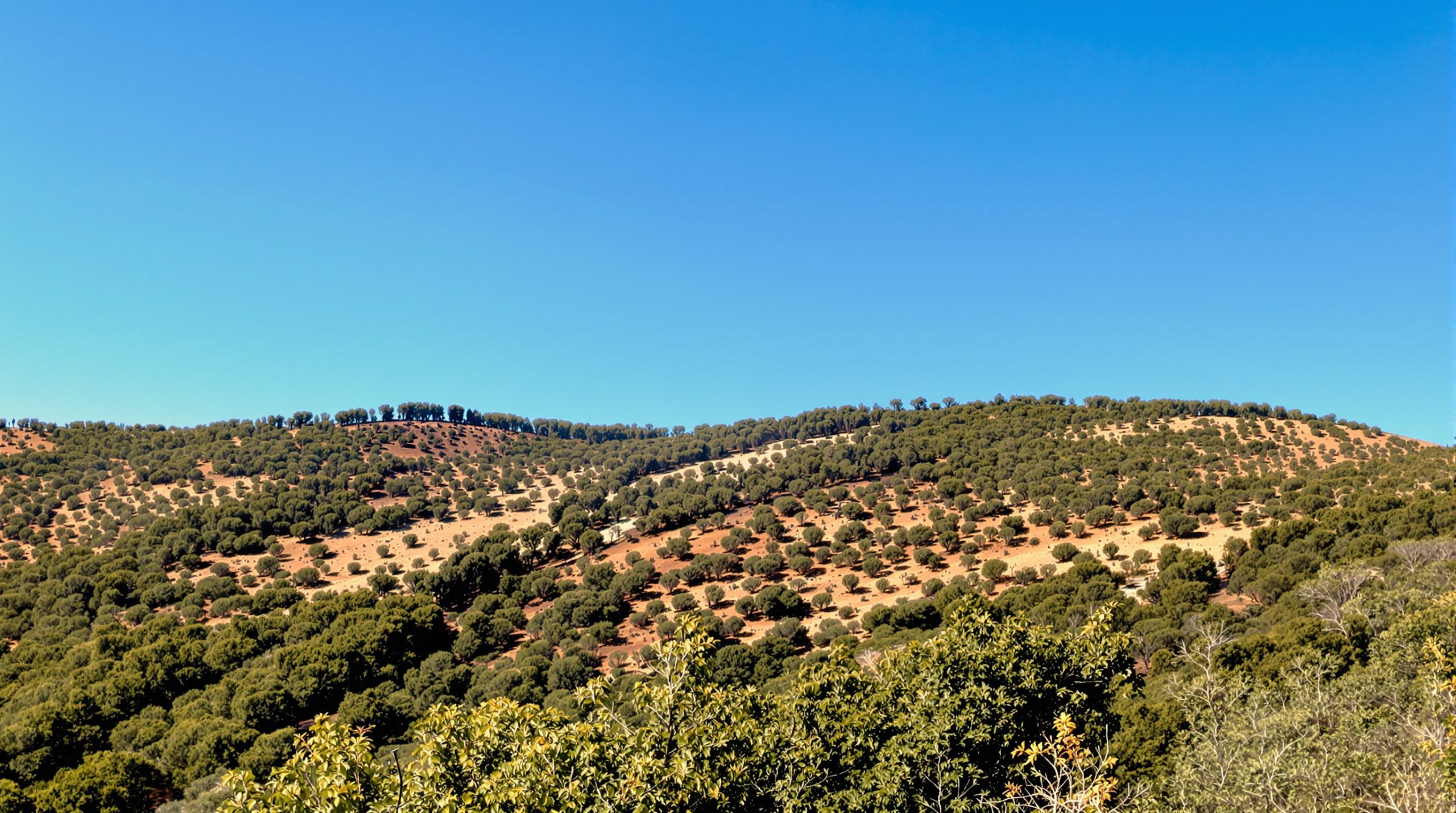 incendie_foret_provence