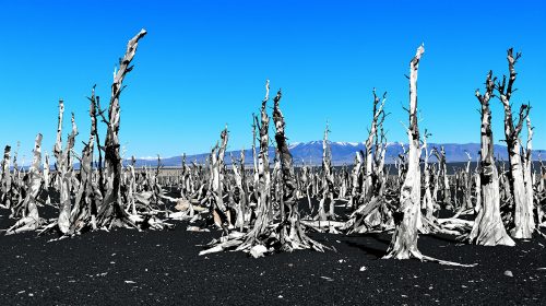 paysage_forestier_calciné