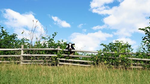 prairie_vache_calme
