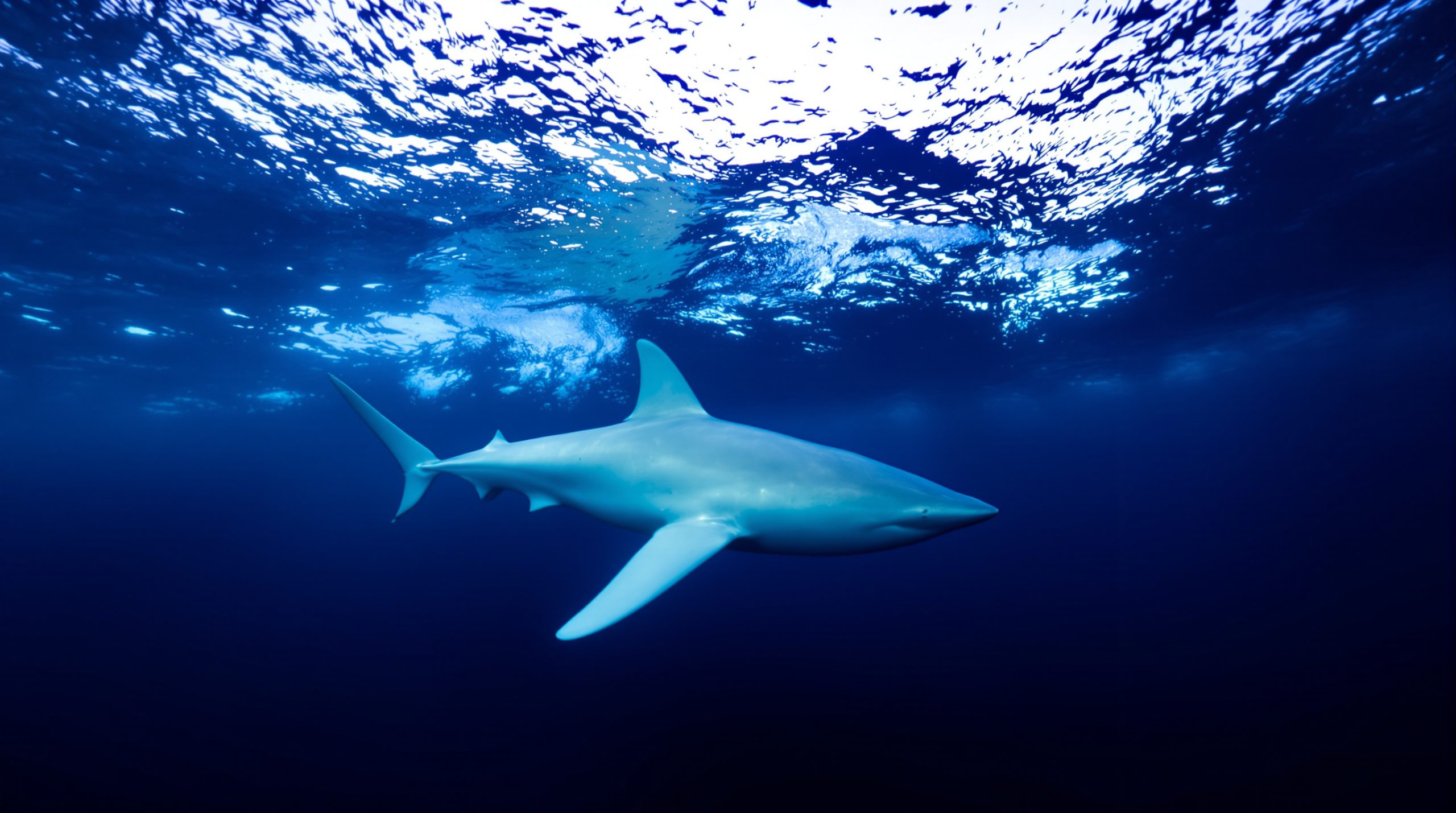 requin_atlantique