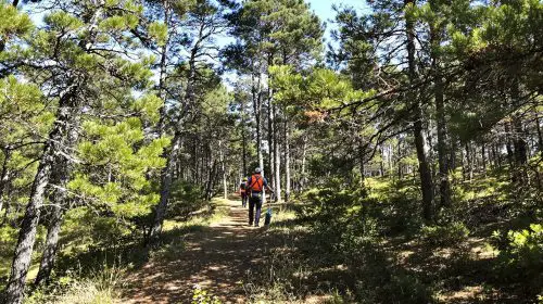 sapeurs_pompiers_intervention_foret
