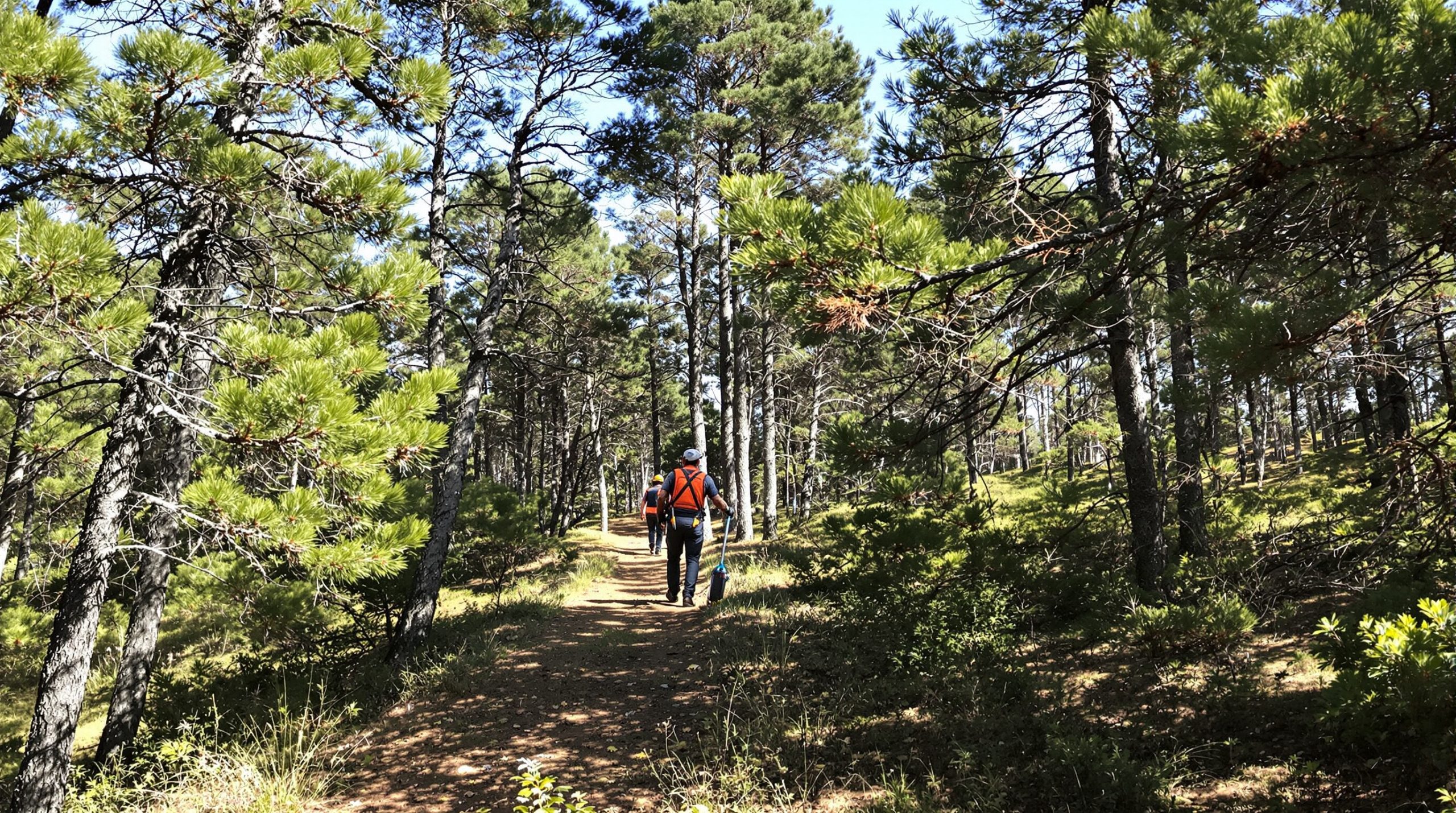 sapeurs_pompiers_intervention_foret