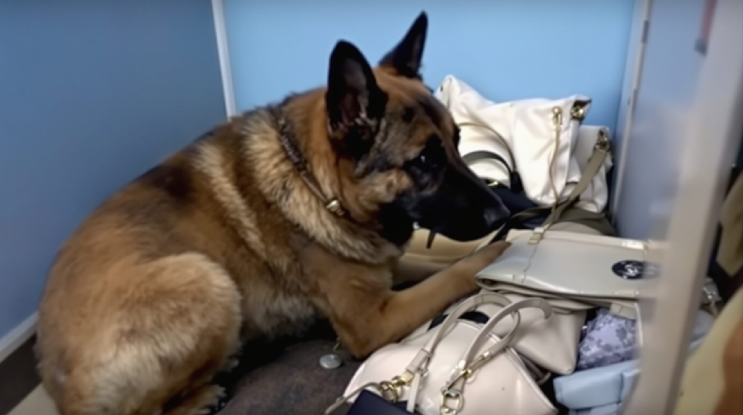 chien-inspection-scene